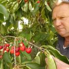Cromwell cherry orchardist Mark Jackson shows cherries which have been pecked by scavenging birds...