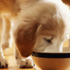 Alliance has formed a joint venture with Scales to tap into the booming pet food industry. Photo:...