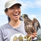 Researcher Chifuyu Horikoshi holds a female falcon captured in a City Forests pine forest...