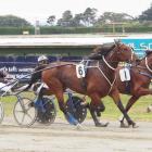 Majestic Man (foreground) in action at Ascot Park earlier this year. Photo: Bruce Stewart