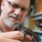 Southland Museum and Art Gallery tuatara curator Lindsay Hazley with a baby tuatara. Photo:...
