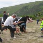 Members of the Otago Peninsula community joined forces with visitors for a tug of war, during a...