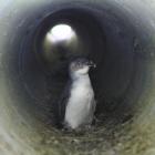 A little penguin rests in the penguin underpass in Waterfront Rd, Oamaru. Little penguins that ...