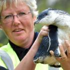 Pukekura Trust scientist Hiltrun Ratz holds a record-breakingly large penguin at Pilots Beach...