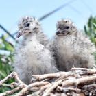 Seagull chicks survey their surroundings at Taiaroa Head. Photo: Peter McIntosh