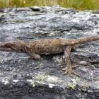 The orange-spotted gecko is one of two species of lizard found on the mountain. The other is the...