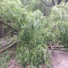 The Alexandra-Clyde river track was closed again yesterday, blocked by debris from fallen trees...