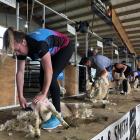 Southern Steel team member Abby Erwood entered the novice shearing competition at the Winton A...