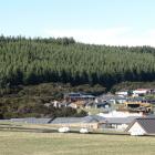Sticky Forest, on the outskirts of Wanaka. PHOTO: ODT FILES
