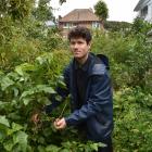 For more than 10 years Rory Harding has been growing and tending to an urban orchard in the back...