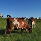 Ayrshire cow Fairleigh Burdette Annalva won Ayrshire New Zealand’s Otago/Southland regional on...