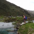 Doc contractor Paul Van Klink and his conservation dog Hoki counting whio in the Routeburn Valley...