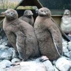 Some of the yellow-eyed penguin chicks removed from nests at Moeraki following ‘‘unprecedented’’...