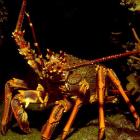 A rock lobster. Photo by John McKoy, NIWA.