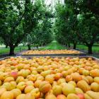 Apricots harvested on an Alexandra orchard. PGW’s horticulture supply business Fruitfed was a...