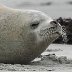 A crabeater seal casts a sleepy eye over her surroundings on a Dunedin beach yesterday. Photos:...