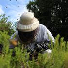 With a slow start to wasp season, Geoff ‘‘the bee man’’ Scott expects more callouts to...
