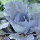 Lex Donaldson plants plenty of cabbage, particularly the red variety.