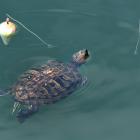 The red-eared pond slider — a type of freshwater turtle — swims amid fishing floats in the...