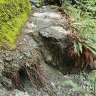 One of two more slips discovered on the Rob Roy Track. Photo: Supplied