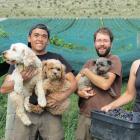 Quartz Reef vineyard interns (from left) Joel Welander, of Sweden, Raphael Servin, of France, and...