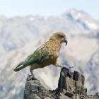 A kea on Avalanche Peak in Arthur's Pass. Photo by Andrew Walmsley.