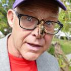 ‘‘Bug Man’’ Ruud Kleinpaste shows off a tree weta as guest of honour at the Lawrence Health...