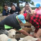 Ashburton College year 11 agricultural science student Mia Christie controls a ewe after learning...