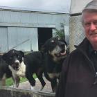 Mayfield Collie Club member Ray Kane with his trusty canines (from left) Rusty, Glen and Gus....