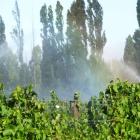 Grape vines being irrigated in Central Otago. PHOTO: MARK PRICE