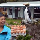 Surat Bay Lodge operator Esther Johnson’s yellow-eyed penguin statue casts an envious eye over...