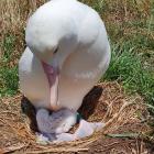 An albatross mother nurses a chick at Taiaroa Head in January. PHOTO: DOC
