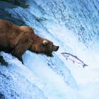 A brown bear catches a salmon. PHOTOS: GETTY IMAGES