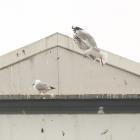 Nothing has worked to get gulls out of Oamaru's CBD. Photo: Rebecca Ryan