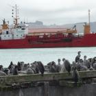 Shags look on as suction dredge vessel Kawatiri docked at Holmes Wharf at Oamaru Harbour on...