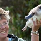 Blue Penguins Pukekura scientist Hiltrun Ratz holds an unusually chubby little penguin from the...