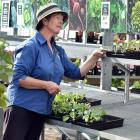 Nichol’s Garden Centre Dunedin sales assistant Kerry-Anne Smith with largely empty shelves,...