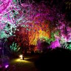 Shaking off the gloom of lockdown, Lyall McGregor (73) lit up his garden to celebrate 50 years of...