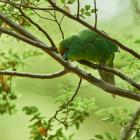 A flock of kākāriki karaka, or orange-fronted parakeets, have been released in the Canterbury...