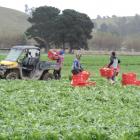 Fresh veg . . . Rangeview Produce staff harvest and load lettuces in a Shortland Rd paddock....