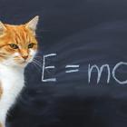 Make like a cat, or Einstein, and show some curiosity. It's likely to be good for you. Photo:...