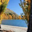 Yellowing poplars line Lake Wanaka. PHOTO: ANNA JOHNSON
