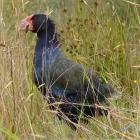 The Orokonui Ecosanctuary's female takahe.PHOTO: GERARD O'BRIEN
