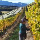 Keeping their distance ... Maude Wines grape picker Ian Thomas and viticulturist Pip Feyen work...