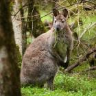More than 4000 wallabies were shot during the 30th annual wallaby hunting competition. Photo:...