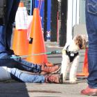 A women rests her bandaged leg outside a North Dunedin pharmacy with her dog after being attacked...