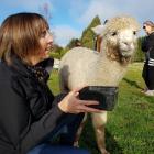 Invercargill woman Helen McEwen feeds Burns, the alpaca, at Kepler Mountain View Alpacas in Te...