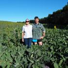Sunflower Trials...As part of their interest in regenerative farming, Tuturau sheep farmers Megan...