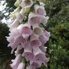 All parts of foxgloves, including the flowers, are poisonous. PHOTOS: GILLIAN VINE