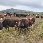 Hot topic...Work is being done to improve winter grazing practices. PHOTO: GREGOR RICHARDSON
